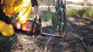 Best Tree Removal  in Bermuda Dunes, CA