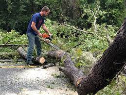  Bermuda Dunes, CA Tree Services Pros