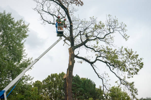 How Our Tree Care Process Works  in  Bermuda Dunes, CA