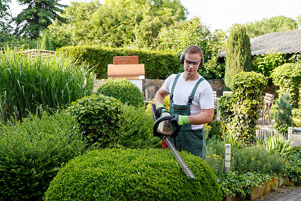 Trusted Bermuda Dunes, CA Tree Services Experts